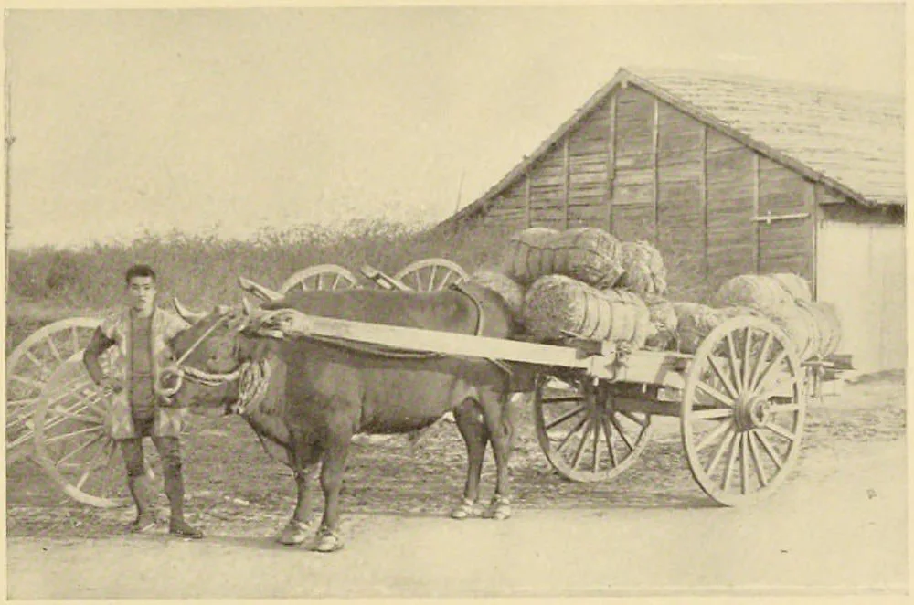 Ox Cart (Japan: Described and Illustrated by the Japanese, Section 6, leaf 14)