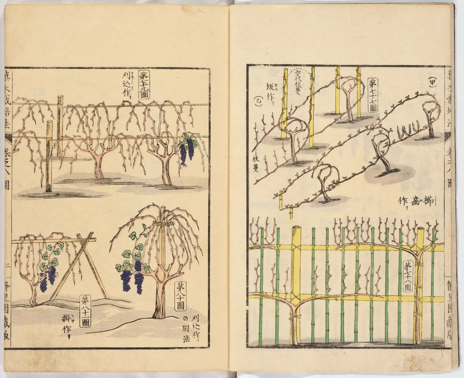 Illustrated book